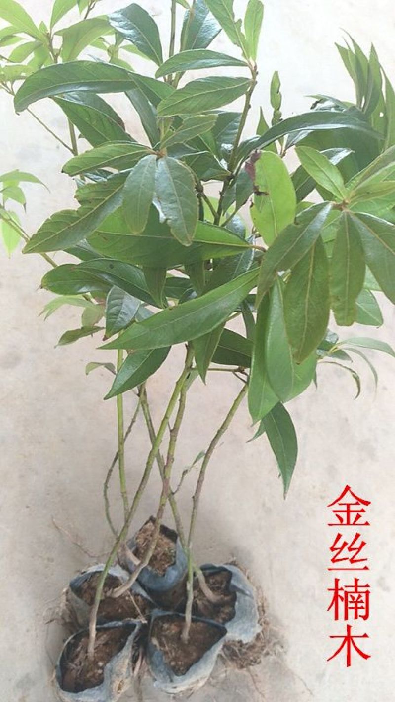 楠木苗金丝楠木树苗名贵苗木正宗金丝楠木树苗小叶桢楠
