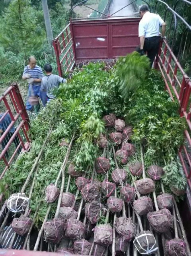 楠木苗金丝楠木树苗名贵苗木正宗金丝楠木树苗小叶桢楠