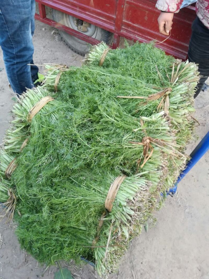 【推荐】🔥茴香🔥25~30cm，精品茴香，常年供应欢迎下单