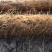 九斤黄山药3～6厘米50~70厘米特级手捡