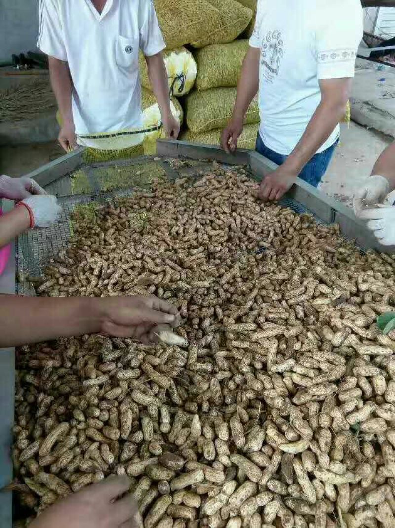 花生种子，鲜花生，。生产基地