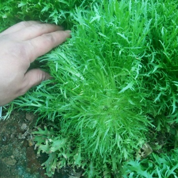 苦菊10~12cm