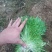 苦菊10~12cm