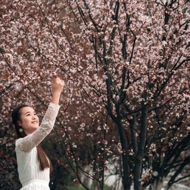 红叶李苗红叶李小苗红叶李树苗可以视频看货选货