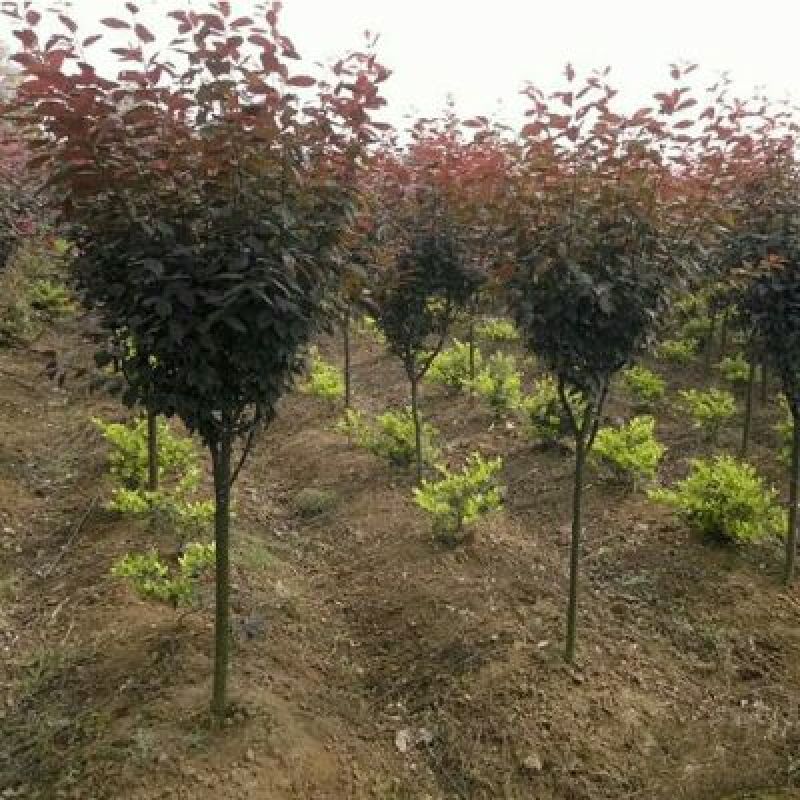 红叶李苗红叶李小苗红叶李树苗可以视频看货选货