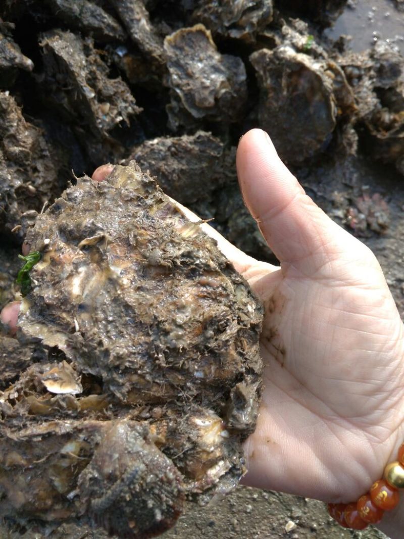 牡蛎人工养殖鲜活0.25只/kg