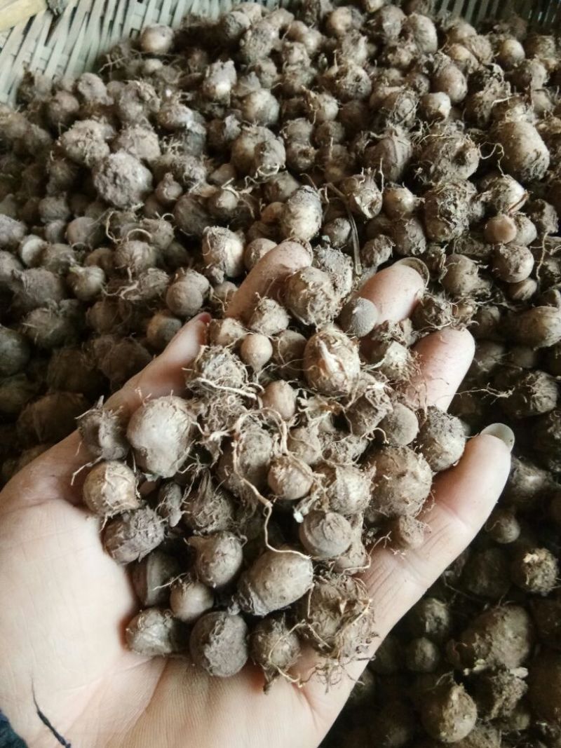 半夏种子90%以上