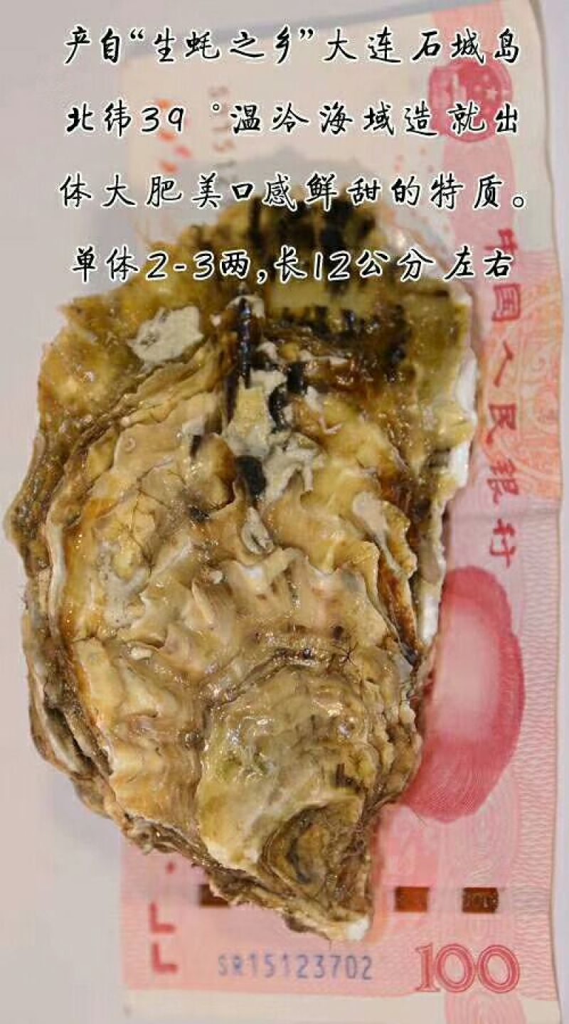 海蛎人工养殖鲜活0.5只/kg