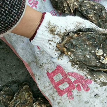 海蛎人工养殖鲜活0.5只/kg