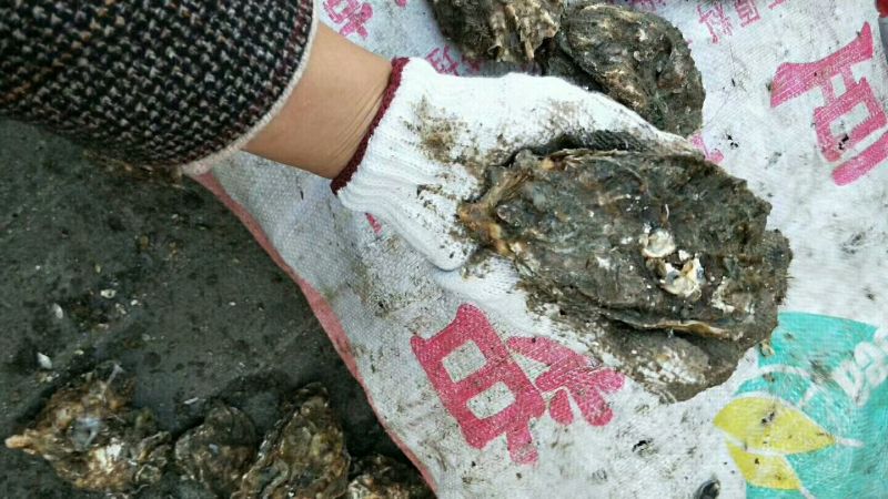 海蛎人工养殖鲜活0.5只/kg