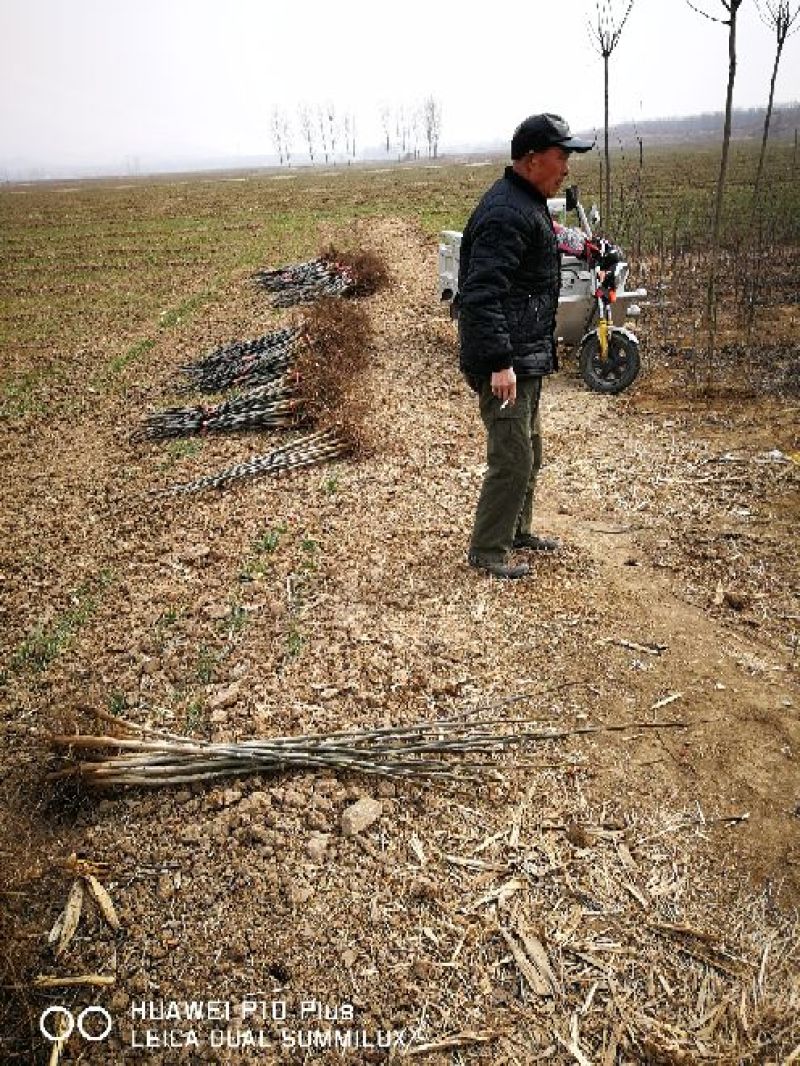 核桃苗一年苗50~100cm