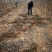 核桃苗一年苗50~100cm
