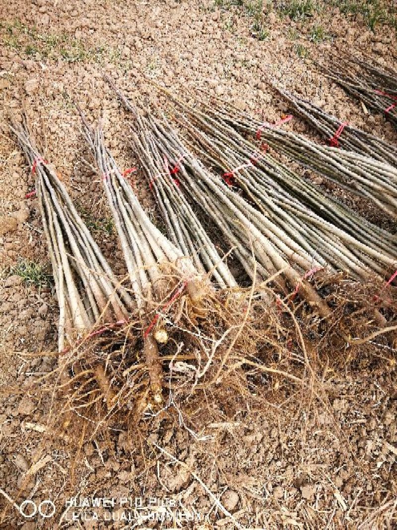 核桃苗一年苗50~100cm