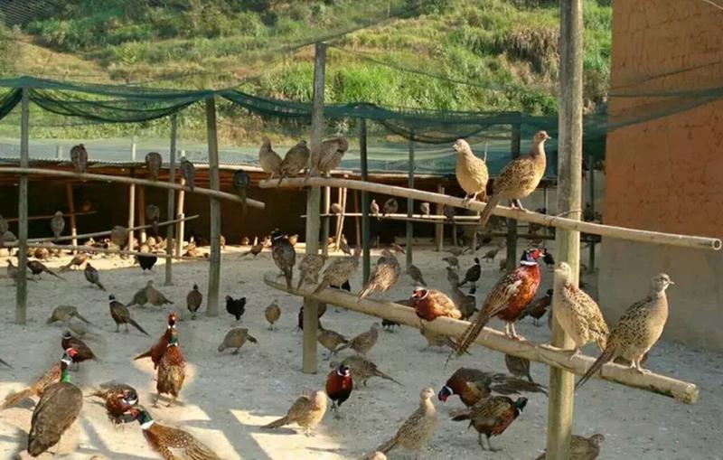 养殖网全新养鸡网家禽养殖网天网拦鸡鸭网山鸡网防护网菜园围