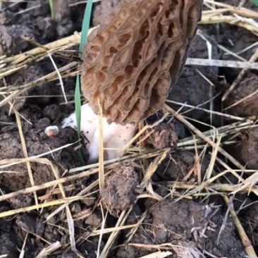 牛肚菌