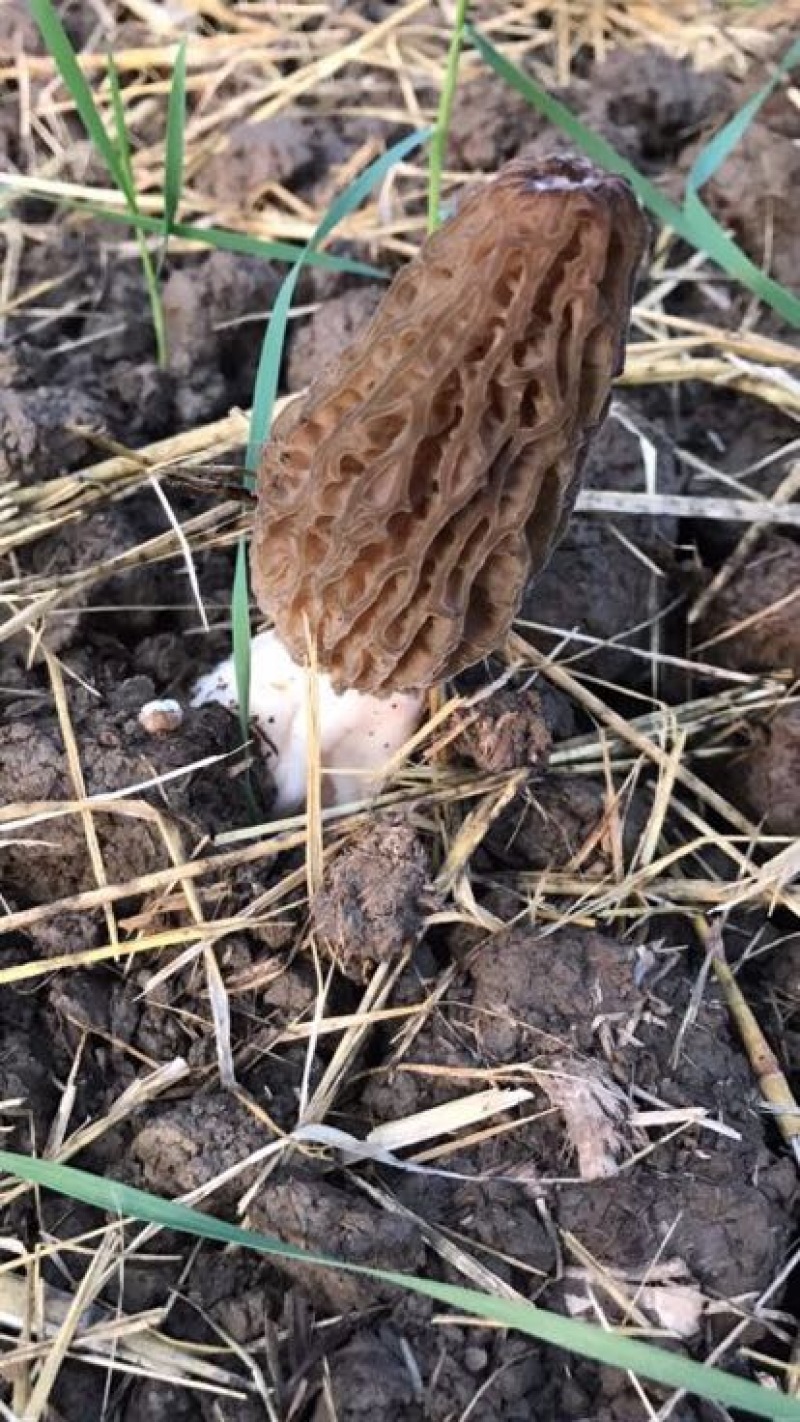 牛肚菌