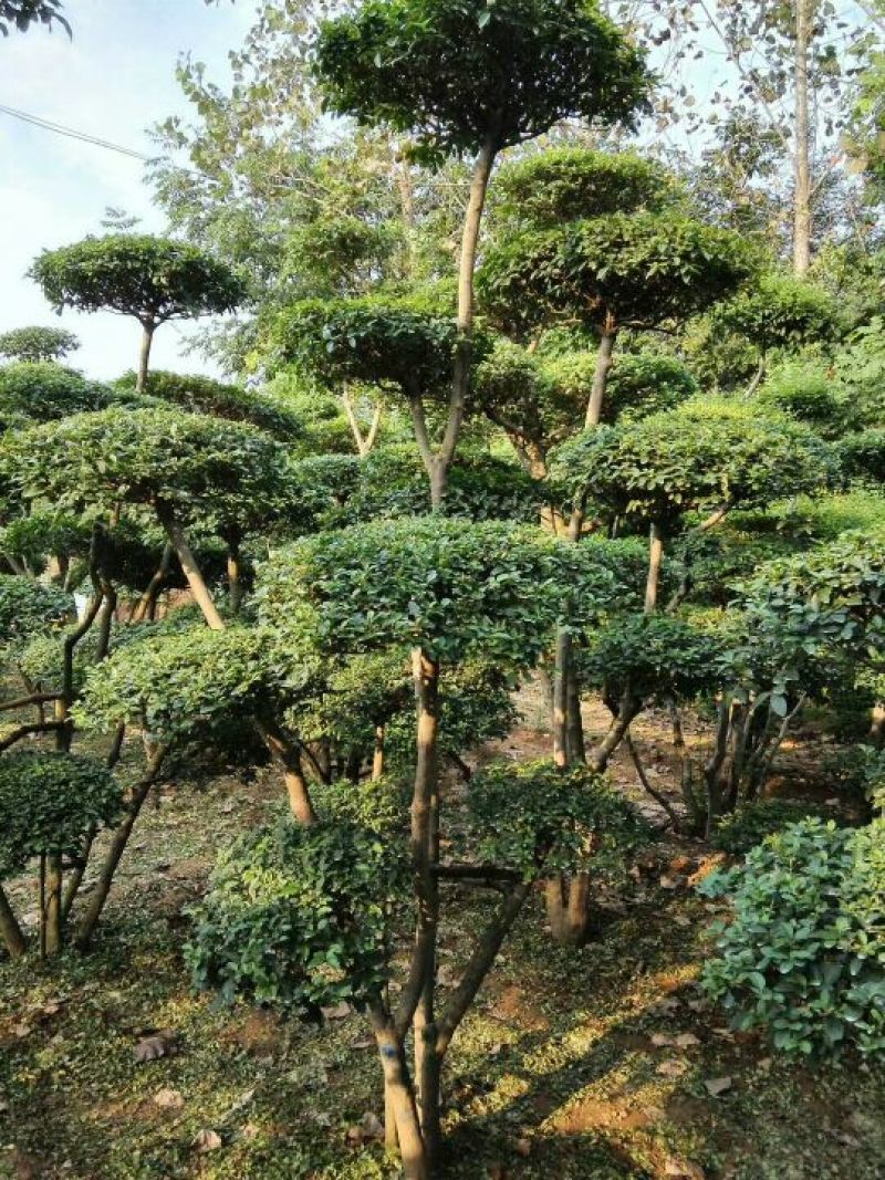 小叶女贞造型6~8公分，造型优美。云片大，云片密实
