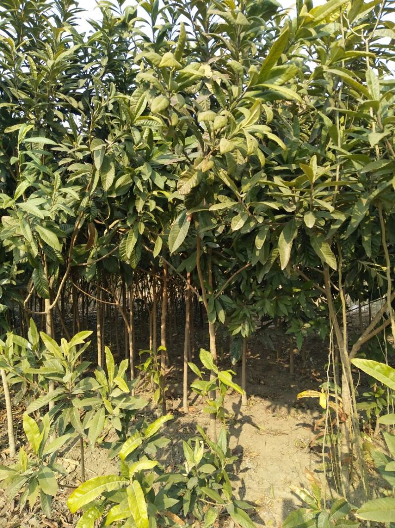 枇杷树141~170cm