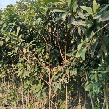 枇杷树141~170cm