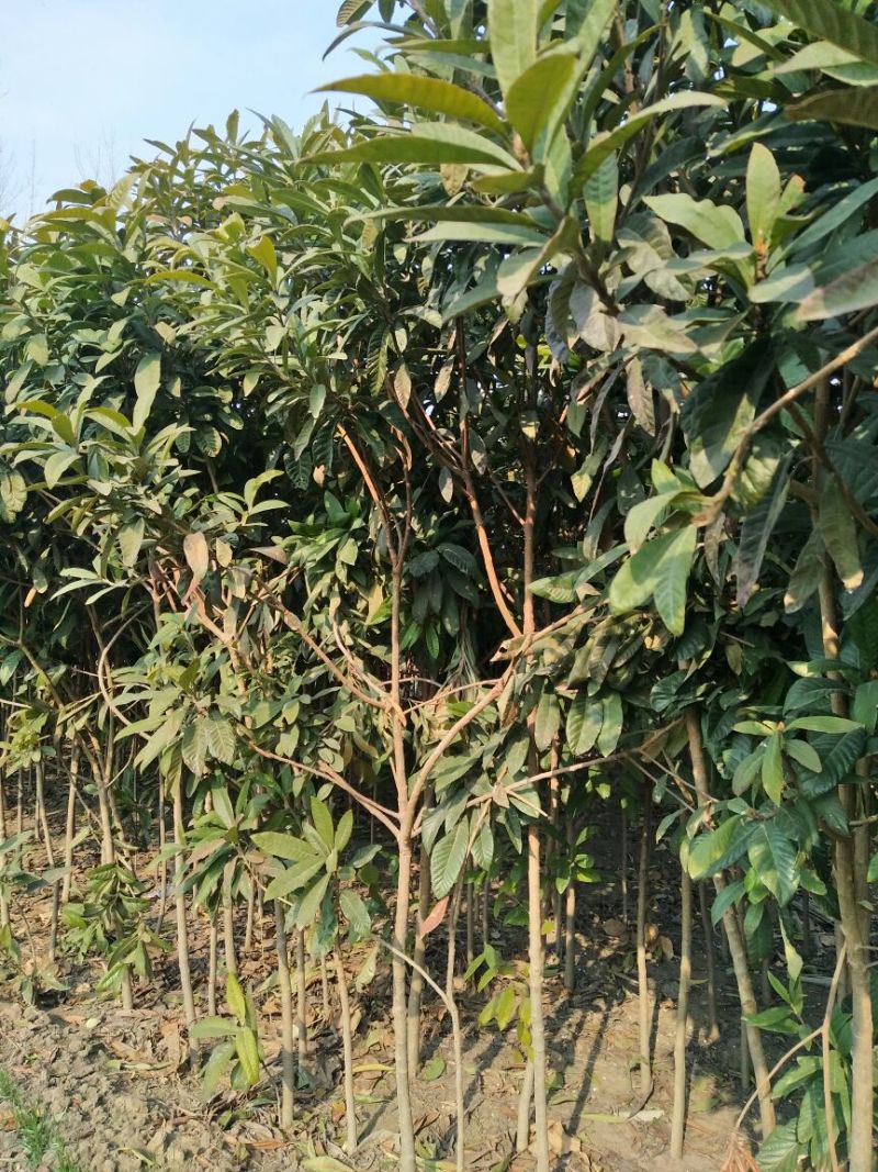 枇杷树141~170cm