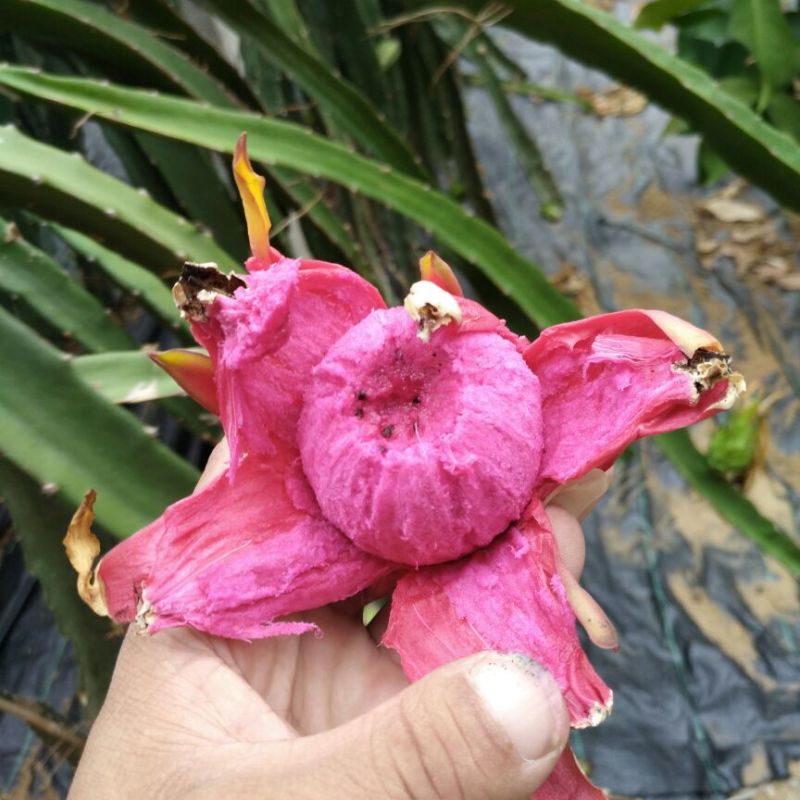 红心火龙果苗20~30cm成苗