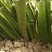 红心火龙果苗20~30cm成苗