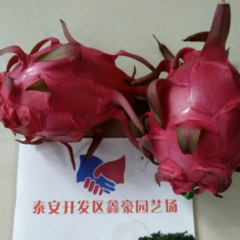 红心火龙果苗20~30cm成苗