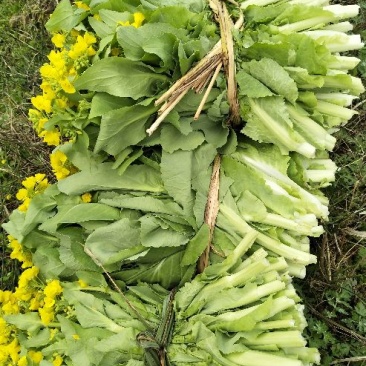 白菜苔15~20cm