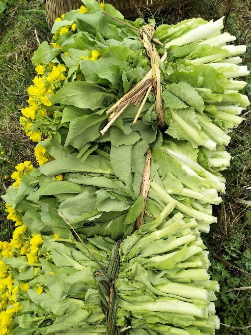 白菜苔15~20cm