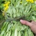 白菜苔15~20cm