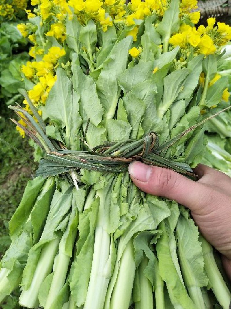 白菜苔15~20cm