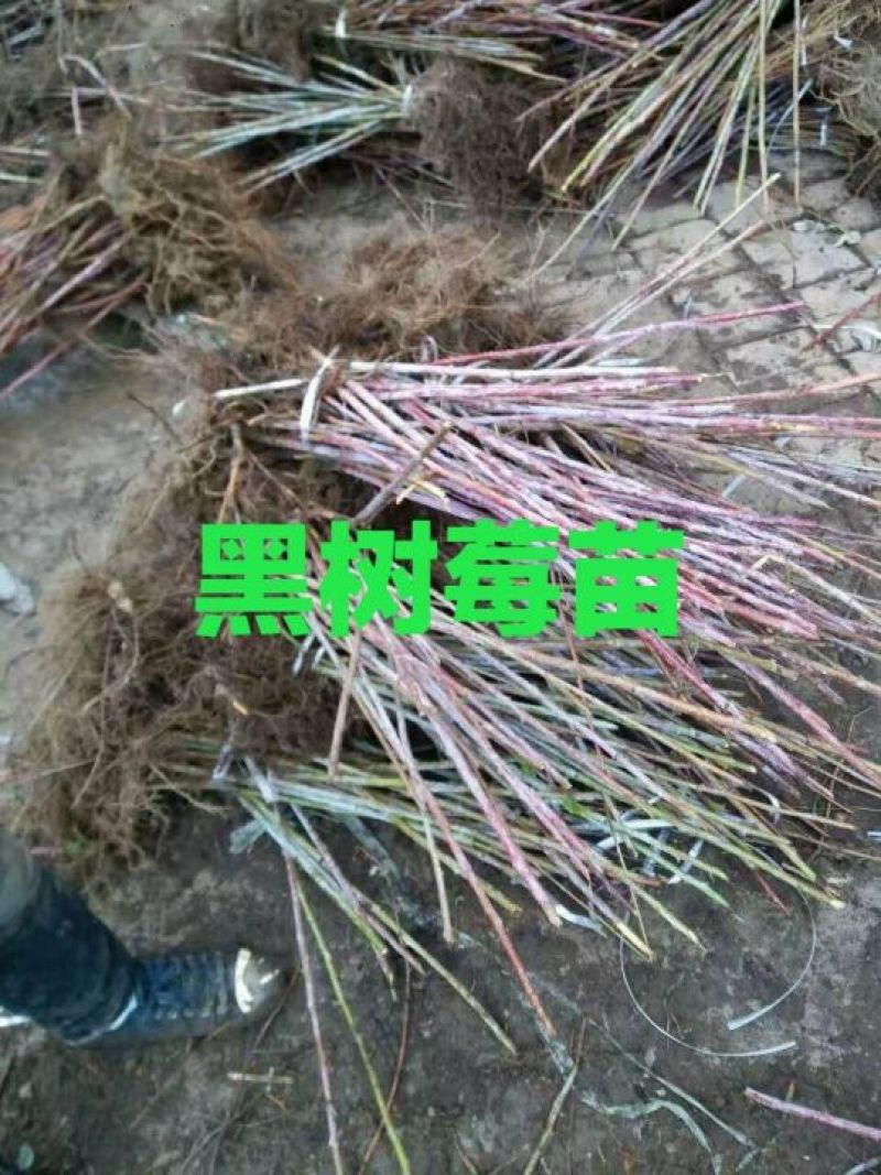 黑树莓苗基地直发。价格低。成活率高。服务好量大优惠。