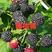 黑树莓苗基地直发。价格低。成活率高。服务好量大优惠。