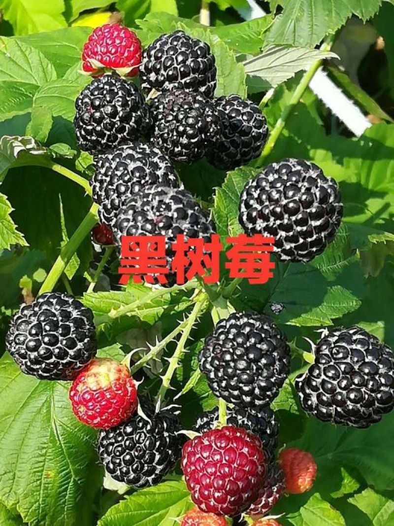 黑树莓苗基地直发。价格低。成活率高。服务好量大优惠。