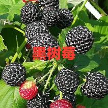 黑树莓苗基地直发。价格低。成活率高。服务好量大。