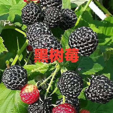 黑树莓苗基地直发。价格低。成活率高。服务好量大优惠。