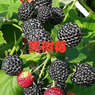 黑树莓苗基地直发。价格低。成活率高。服务好量大优惠。