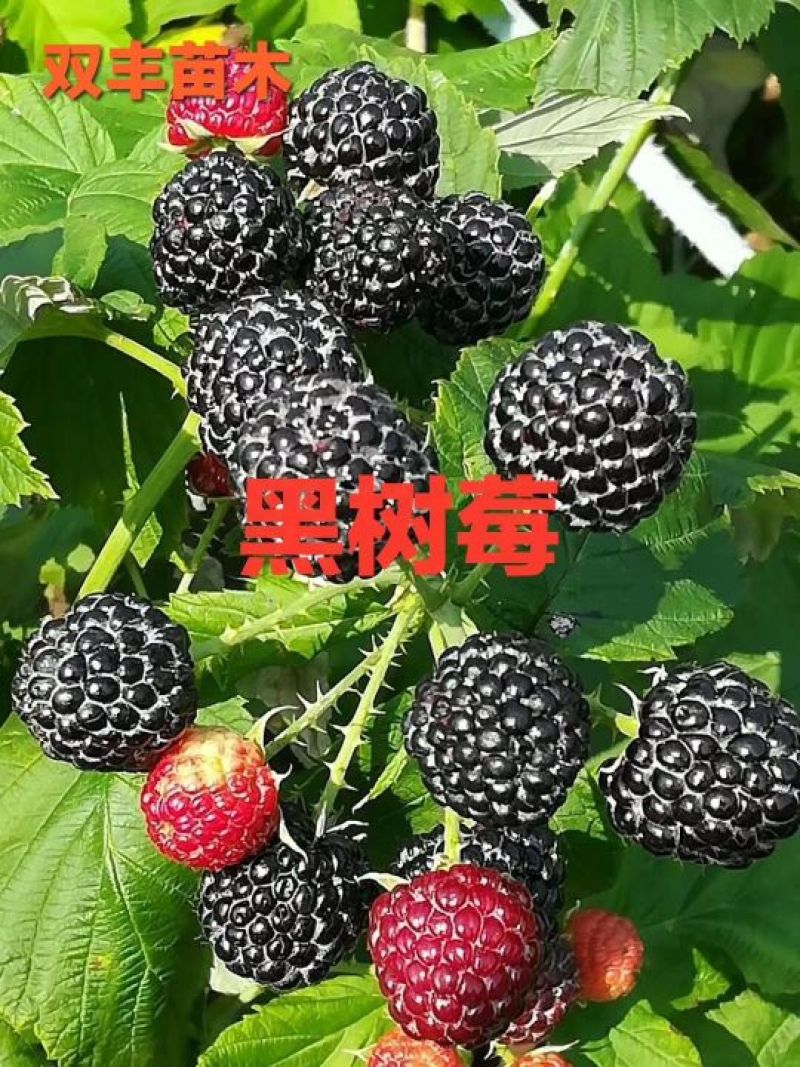 黑树莓苗基地直发。价格低。成活率高。服务好量大优惠。