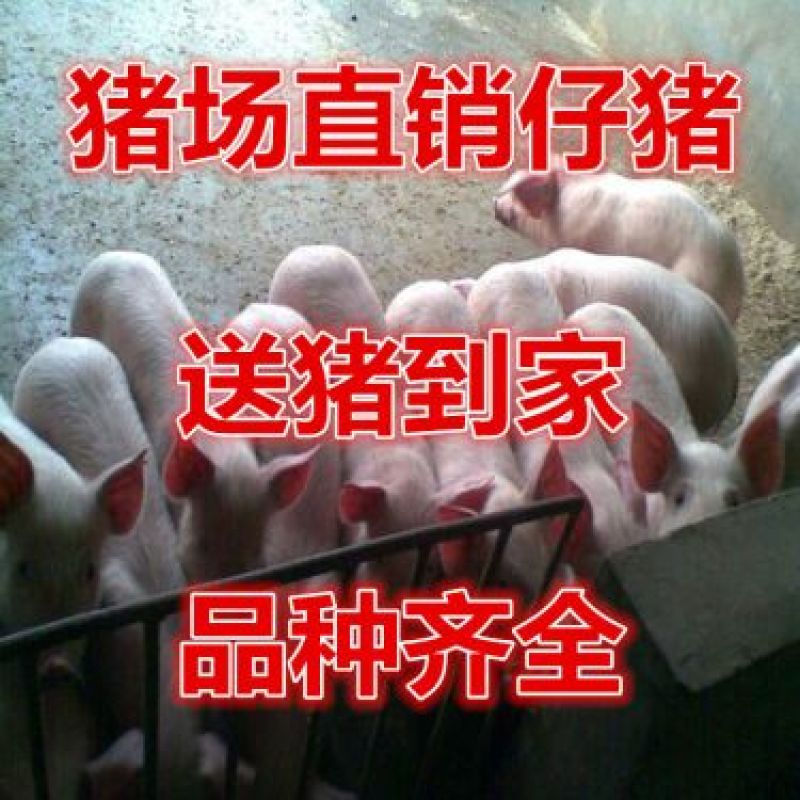 仔猪基地备案车辆免费送猪疫苗齐支持检测量大从优