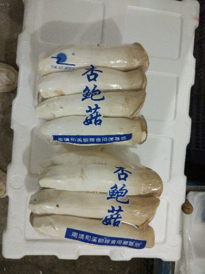 杏鲍菇一级
