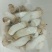 杏鲍菇一级