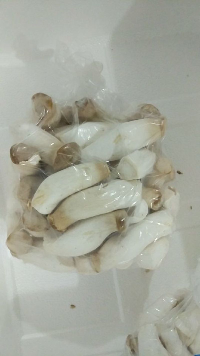 杏鲍菇一级