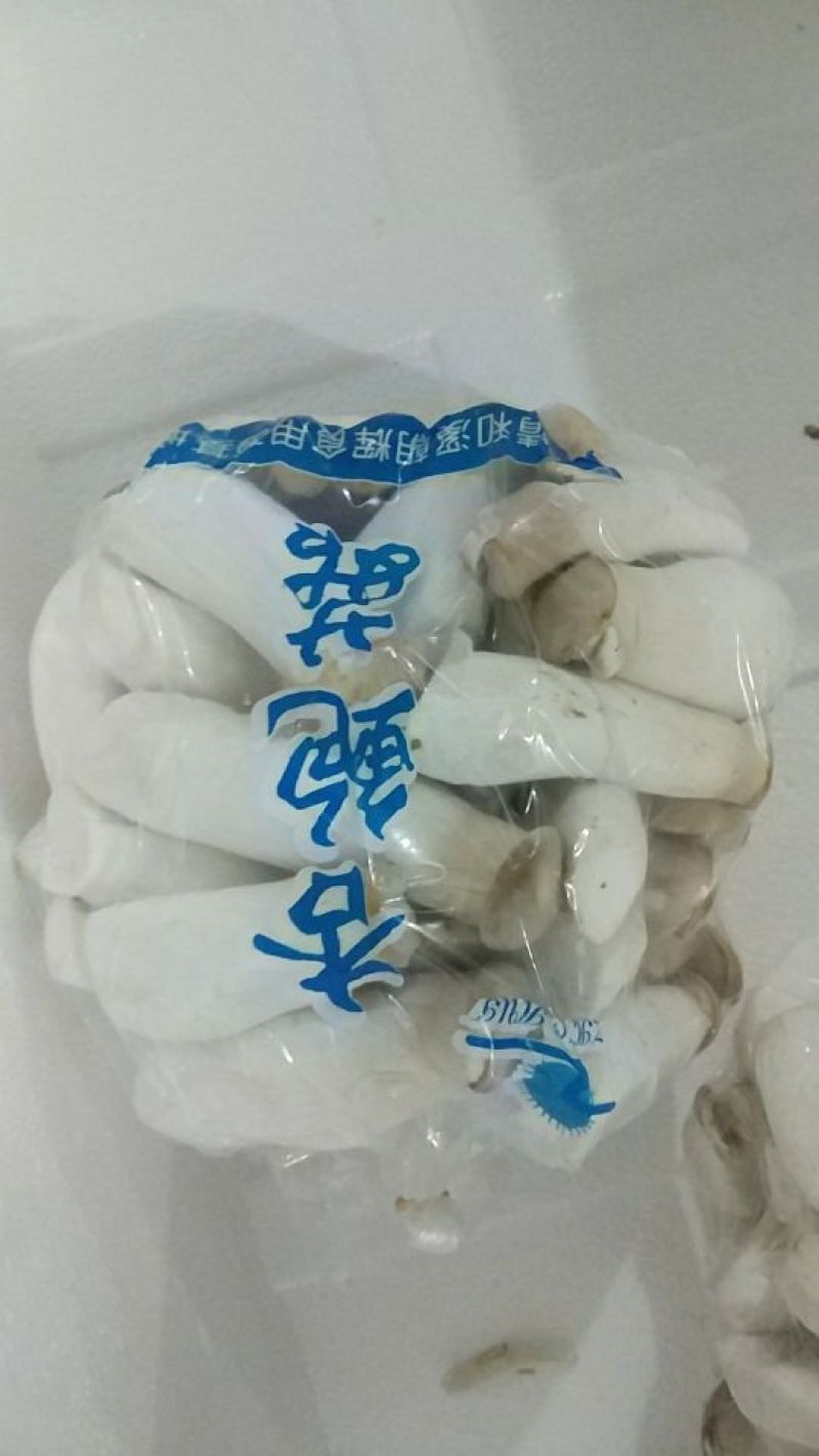 杏鲍菇一级