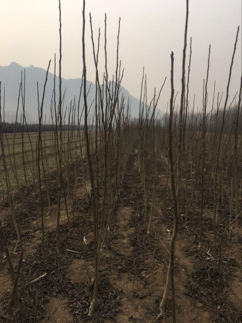 辽核1号核桃苗！纸皮核桃树苗！欢迎各位老板光临！