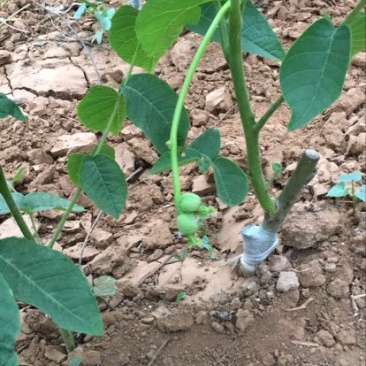 辽核1号核桃苗！纸皮核桃树苗！欢迎各位老板光临！