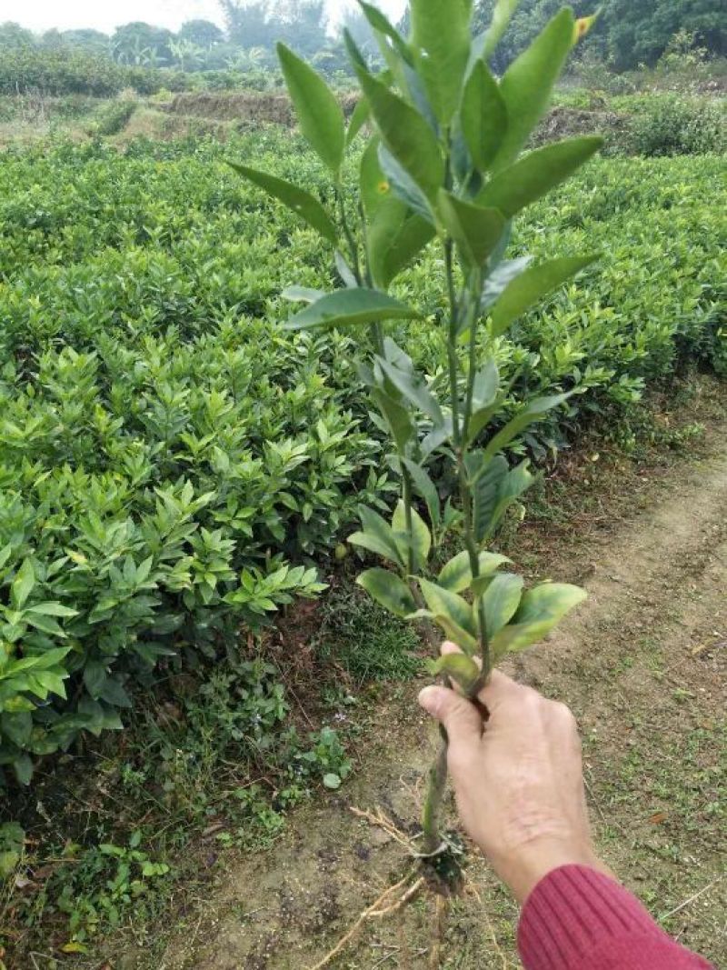 沃柑苗无核沃柑，091品种30~50cm