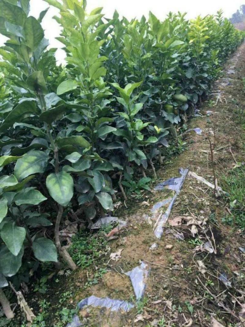 沃柑苗无核沃柑，091品种30~50cm