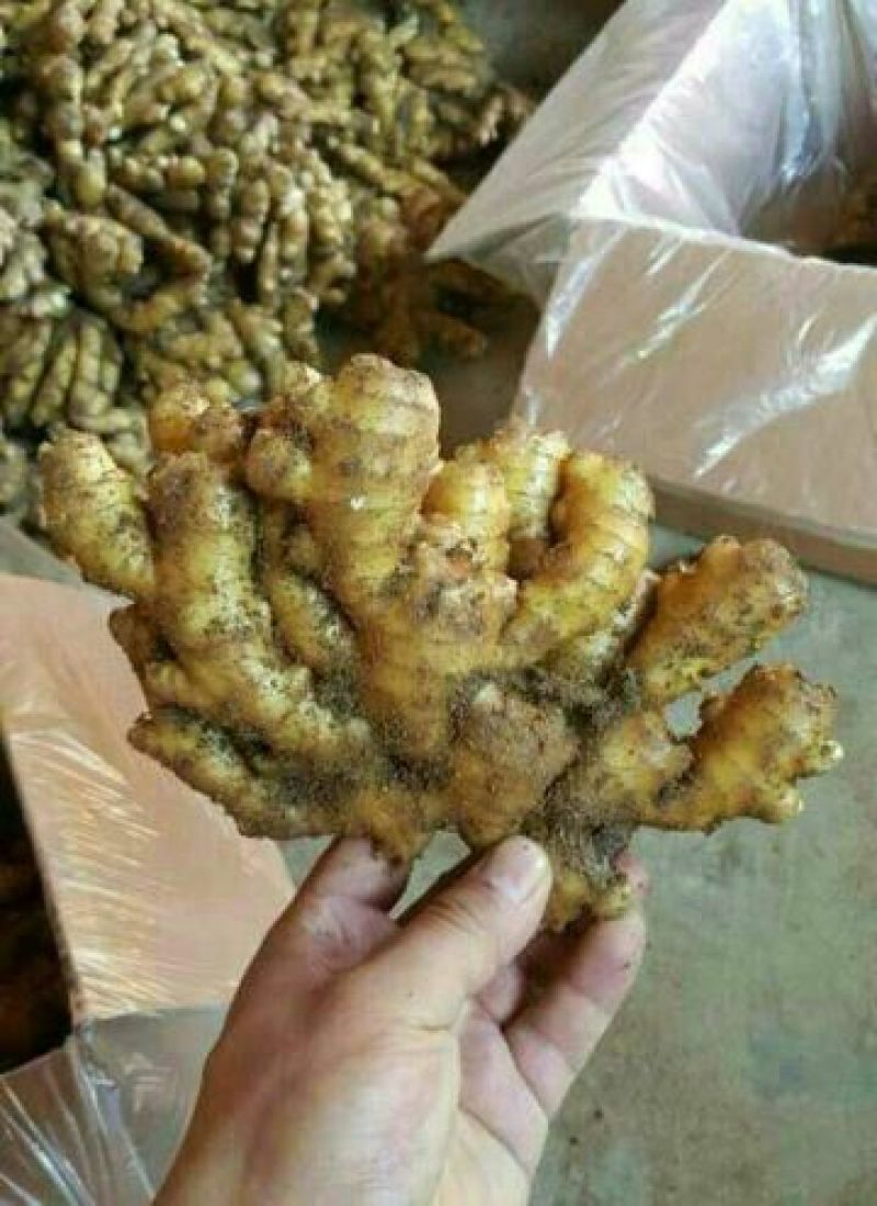 大黄姜3两以上带土