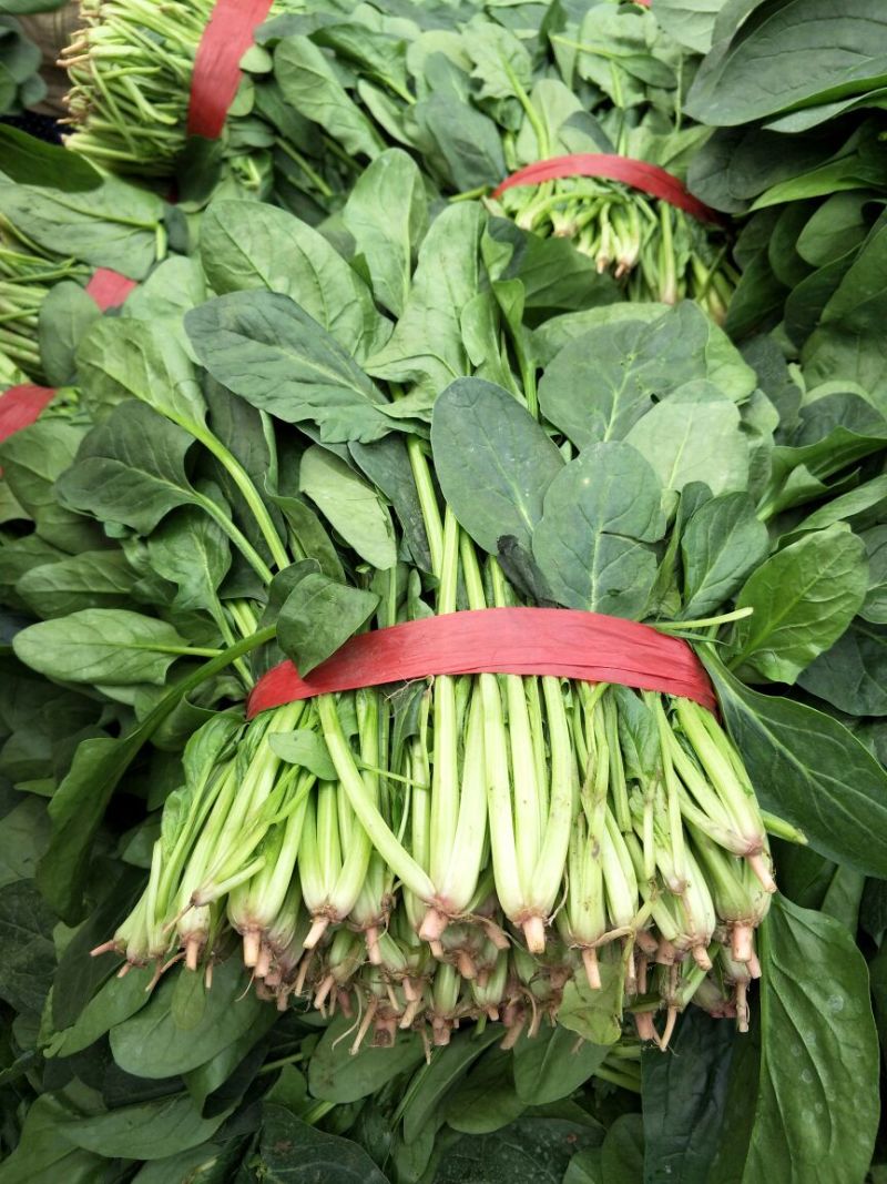 山东金乡大叶菠菜大量上市散装袋装的都可以代发各地市场