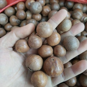 夏威夷果带壳